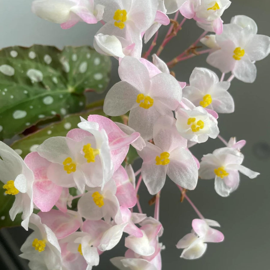 Begonias Plant Indoor, Begonia Plant Houseplant, Rare Begonias Live Plant 4 to 6 Inches Height No Pot (Green Polka Dot Leaf)
