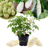 White Bittermelon Plant Live 6-8 Inches Tall in 4" Pot, Live Bittermelon Plants for Growing Outdoor Garden