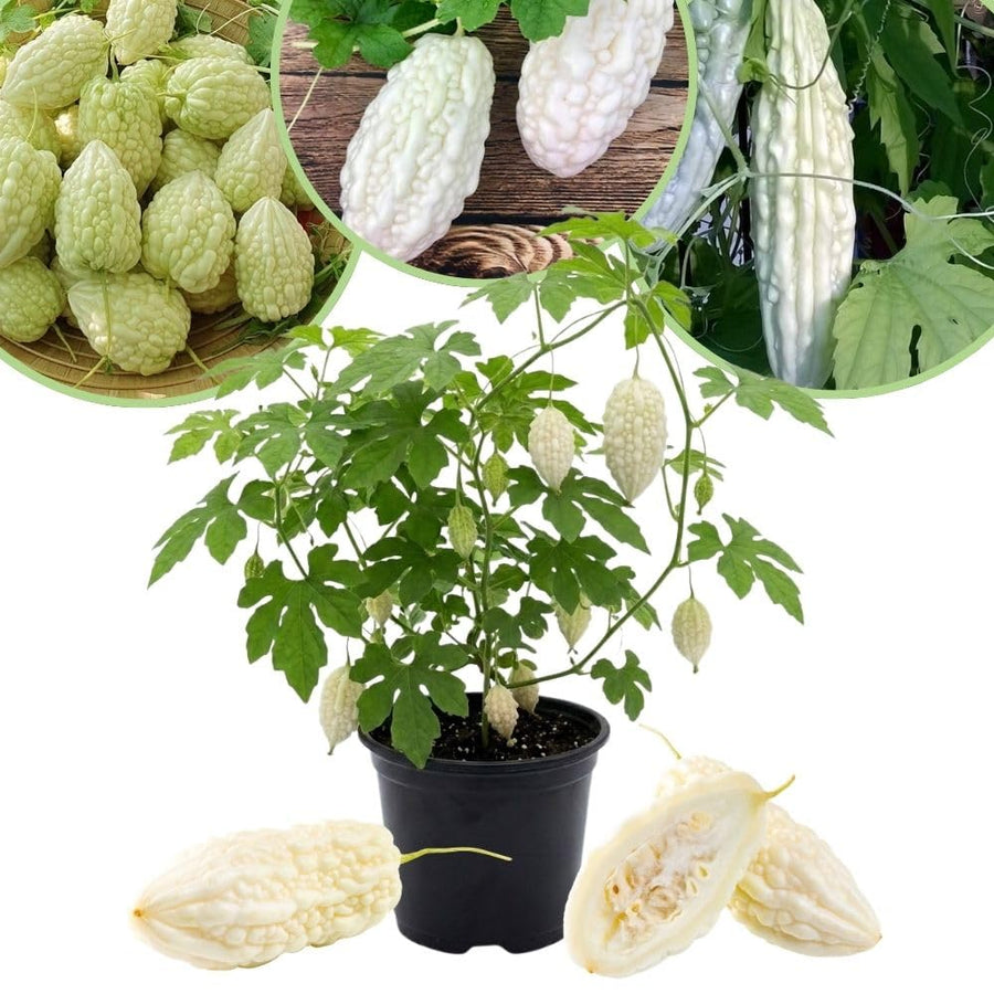 White Bittermelon Plant Live 6-8 Inches Tall in 4" Pot, Live Bittermelon Plants for Growing Outdoor Garden