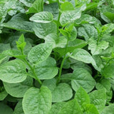 50+ Green Malabar Spinach Seeds, Mong TOI Poi Sang Ceylon Seeds Leafy Vine Plant Seeds for Outdoor Garden
