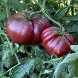Lot 4 Tomato Plants Live for Planting Outdoors, Large and Juicy Tomatoes, Well Rooted, 6 to 8 Inch - Black Krim Tomato