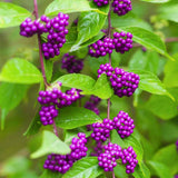 Set of 2 American Beautyberry Trees Live Plants, 16+ Inches Tall, 2–3 Years Old, Outdoor Beautyberry Shrubs for Garden Planting, No Pot
