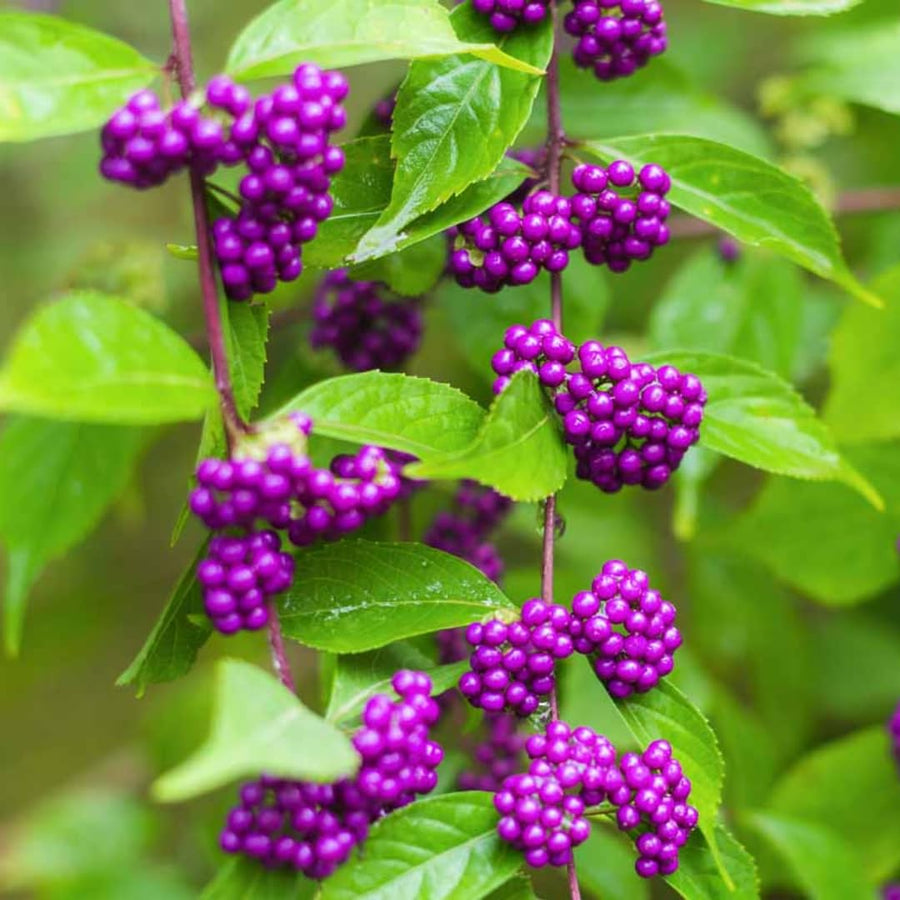 Set of 2 American Beautyberry Trees Live Plants, 16+ Inches Tall, 2–3 Years Old, Outdoor Beautyberry Shrubs for Garden Planting, No Pot