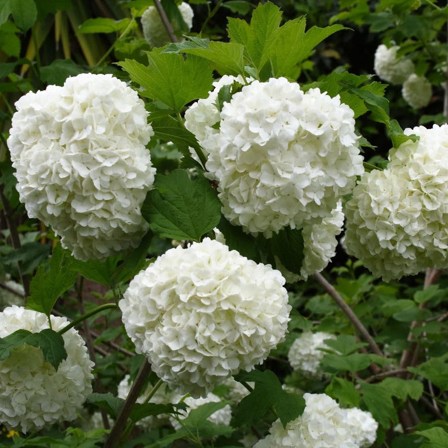 Live Snowball Viburnum Bush 4-7 Inch Tall in 2.5 Inch Pot, White Viburnum Tree, Hardy Flowering Shrub for Landscaping and Garden Borders