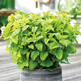 Set 3 Lemon Balm Plants Live, 5-9 Inch Tall, Fragrant Herb Plant for Indoor Outdoor Growing, Well-Rooted