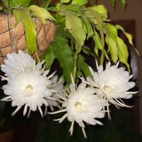 2 Queen of the Night Live Plant in 4 Inch Pot, Orchid Cactus Seedling, 3-6 Inches Tall, Night Blooming Flower Plant