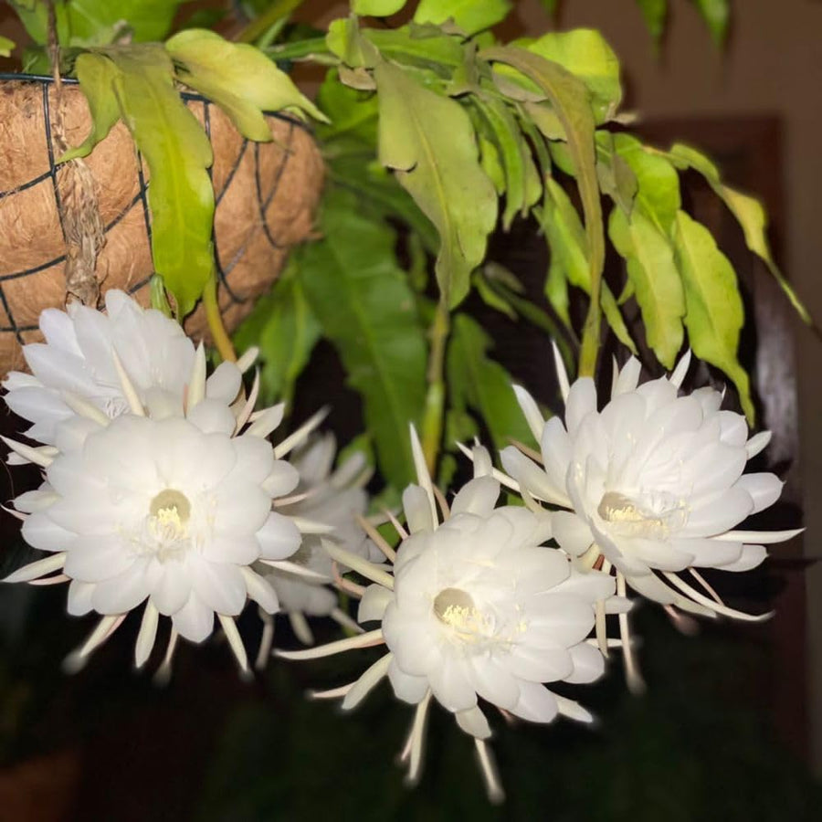 2 Queen of the Night Live Plant in 4 Inch Pot, Orchid Cactus Seedling, 3-6 Inches Tall, Night Blooming Flower Plant