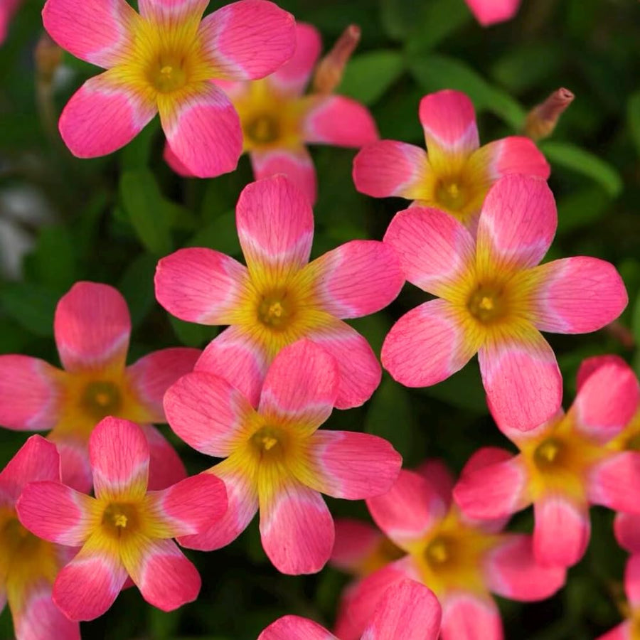Oxalis Plant Live, Shamrock Spring Flower, 4 Inc Pot, Ornamental Oxalis Plant Live for Indoor Outdoor Garden, 4-8'' Tall (Pink)