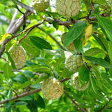 Live Sugar Apple Tree, Annona Squamosa Fruit Plant, 6-12 Inch Tall in 3” Pot, Tropical Custard Apple Plant