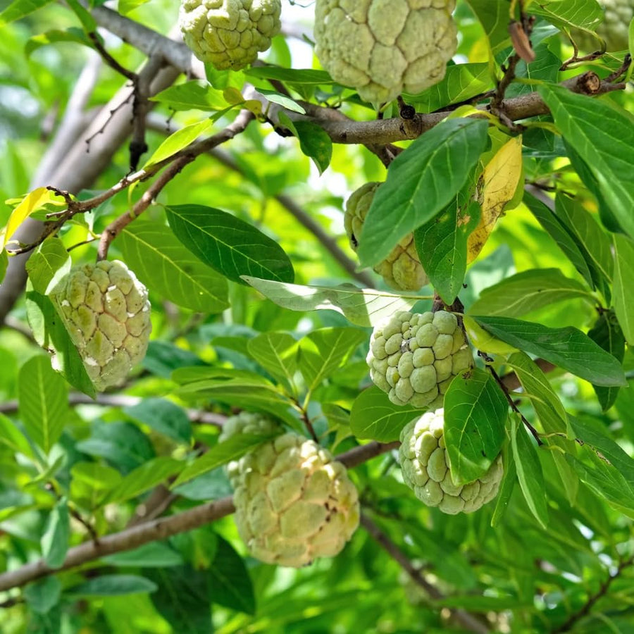 Live Sugar Apple Tree, Annona Squamosa Fruit Plant, 6-12 Inch Tall in 3” Pot, Tropical Custard Apple Plant
