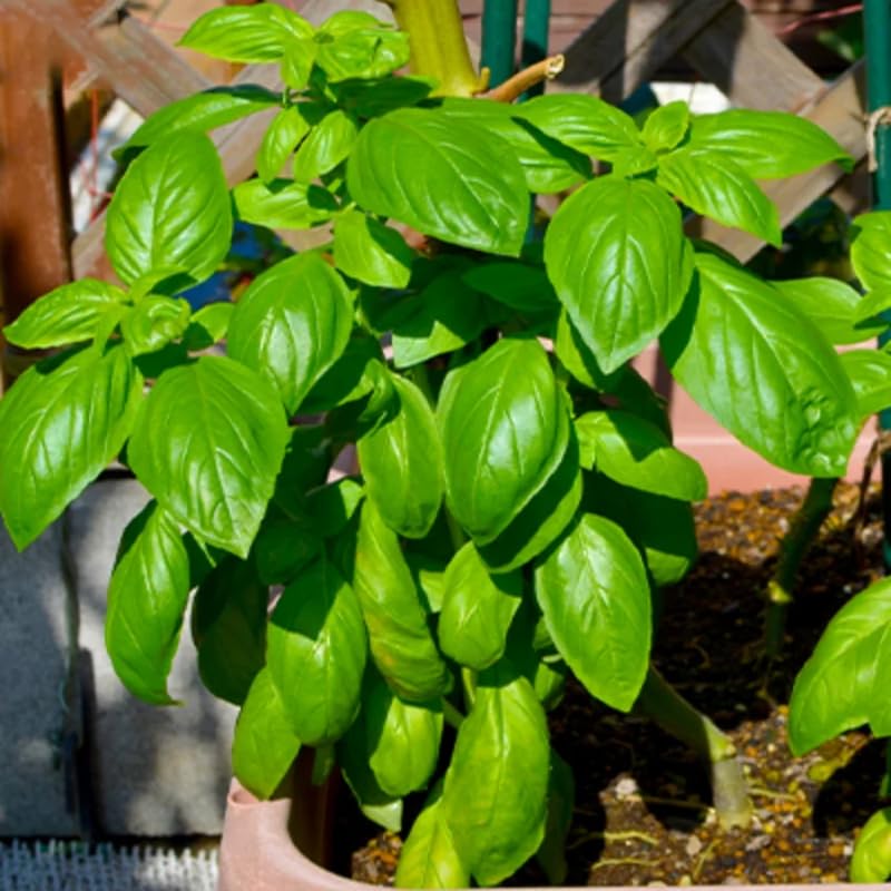 Sweet Basil Herb Plant Live, 6 Inch Tall, in 3" Pot, Fresh Culinary Herb for Indoor or Outdoor Growing