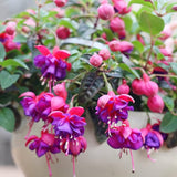 Blue Fuchsia Plant Live in 5-Inch Pot, Hanging Basket Flower, Hardy Fuchsia Vine for Shade Gardens, USDA Zones 8-11