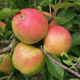 2-3 Ft Apple Tree Live Plant Bare Root, Live Apple Plant, Cold Hardy Fruit Plants for Home Garden Planting Spring (Gala)