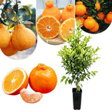 Ugli Tangelo Tree 3 Feet Tall, Sweet Citrus Fruit Tree for Garden, Patio and Home Orchard, Grafted Orange Tree Citrus Like
