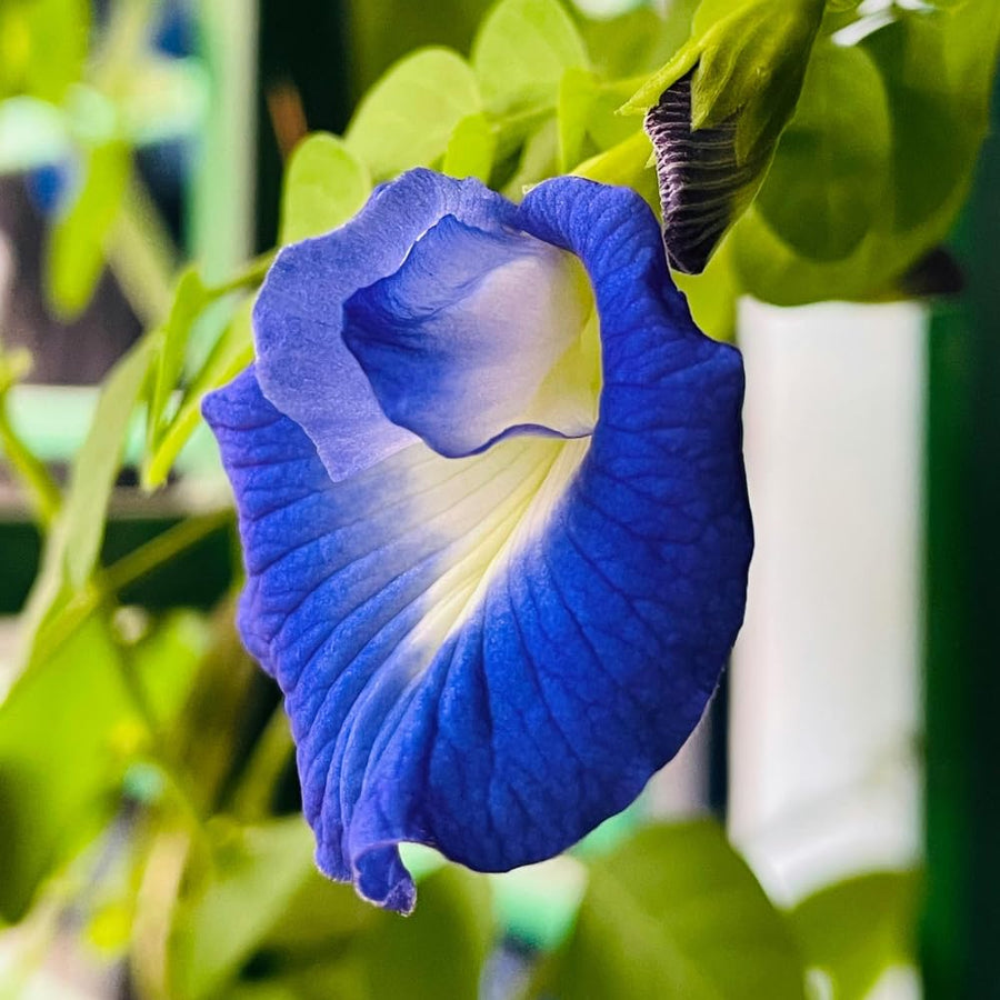 50 Butterfly Pea Seeds for Planting, Flower Seeds for Garden, Blue Flower Climbing Vine for Trellis, Patio or Outdoor Growing
