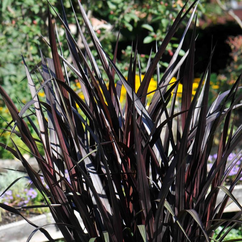 2 Black Fountain Grass Live Plants, Perennial Grass Clumps for Outdoor Landscaping Growing, Ornamental Grasses Ready to Grow 4-9 Inches