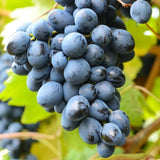 Grape Vine Plant Live for Planting, Grape Plant Live Grape Tree 1 to 2 Years Old, Grape Fruit Tree for Planting, Well-Rooted (Venus Grape)