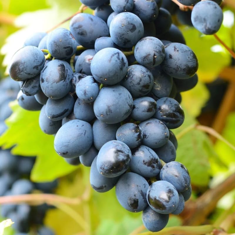 Grape Vine Plant Live for Planting, Grape Plant Live Grape Tree 1 to 2 Years Old, Grape Fruit Tree for Planting, Well-Rooted (Venus Grape)