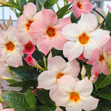2 Peach Mandevilla Live Plants, Mandevilla Flowering Vines Trellis, 4-9 Inch Tall Plants for Hanging Baskets, Container and Garden Growing