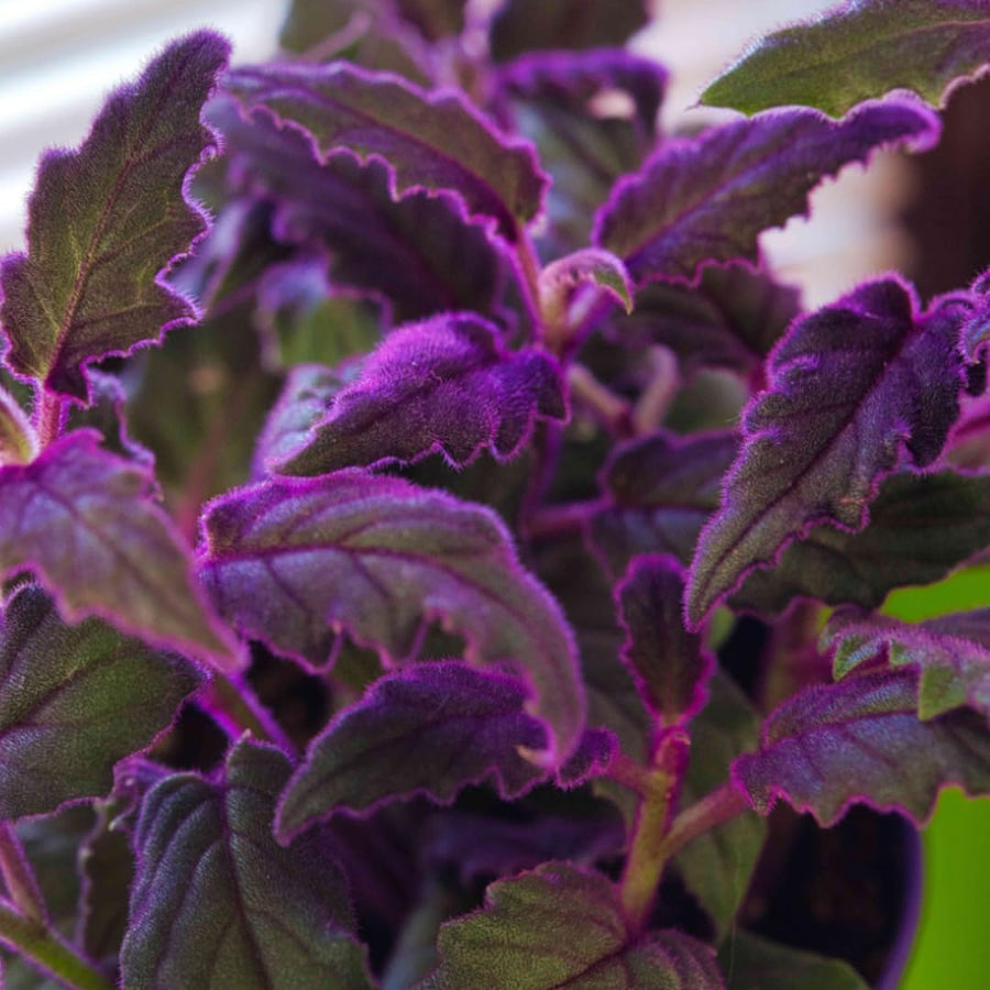 Gynura Plant Live, Purple Velvet Plant, Purple Passion Plants, 4in Potted, Indoor or Outdoor Planting