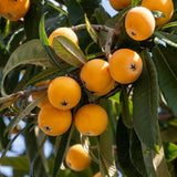 Golden Loquat Plant Live, Yellow Loquat Fruit Tree, 6-12" Tall, in 4" Pot for Outdoor or Container Growing