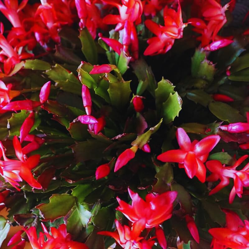 Red Christmas Cactus Plant Live Christmas Cactus, Holiday Cactus Live Plant, 4 Inc Pot