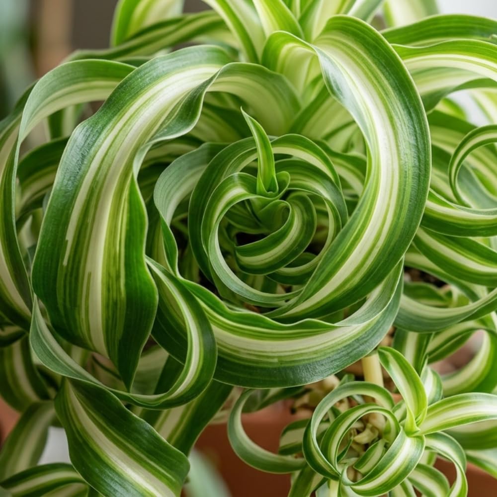 Curly Spider Plant Live, Variegated Spider Plant, 2-4'' Tall, Chlorophytum Comosum, Live Indoor Houseplant for Hanging Basket, Well Rooted, No Pot