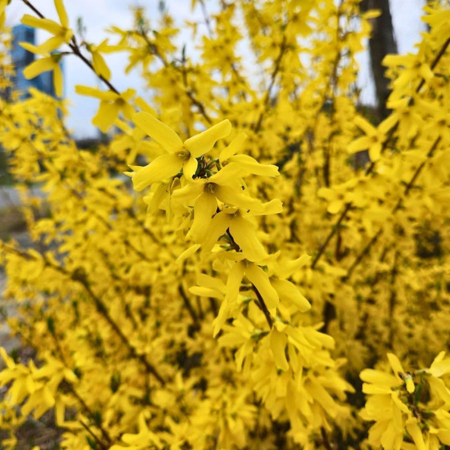Gold Forsythia Live Plant in 2.5 Inch Pot, Forsythia Plant Live, Hardy Yellow Flowering Shrub for Outdoor Gardens