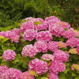 Pink Hydrangea Tree Live Plant, Hydrangea Plant Live Garden, Perennial Flower Shrub Plant, Quart Pot