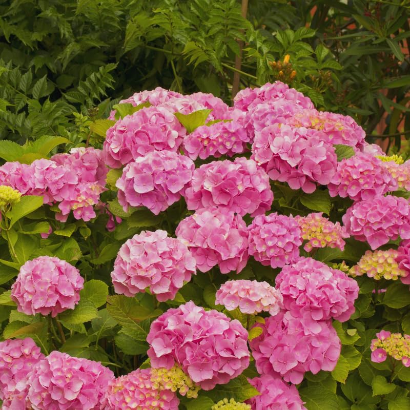 Pink Hydrangea Tree Live Plant, Hydrangea Plant Live Garden, Perennial Flower Shrub Plant, Quart Pot