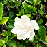 Frostproof Cape Jasmine Plant, Fragrant Jasmine Flower Vine 4-8 Inches Well Rooted for Container, Hanging Basket Growing
