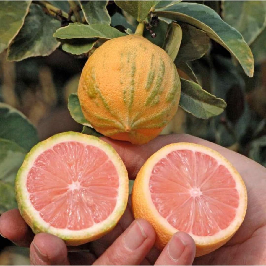 3 Years Old Variegated Pink Lemon Tree Live Plant, 3-4 Feet Tall Grafted Citrus Tree, Hardy Yellow Lemon Fruit Tree for Outdoor Planting