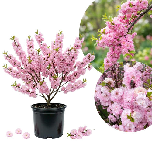Almond Tree Live Plant, Pink Flowering Almond Shrub, Quart Pot, 8-10 Inches Tall, Fragrant Flower, Ornamental Shrub for Garden