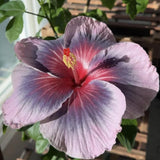 Set of 7 Hibiscus Cuttings for Planting, Tropical Flowering Plants, Ready to Grow, Suitable for Outdoor Garden or Containers (Purple Hibiscus)