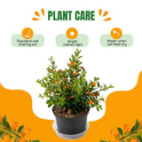 Orange Goldfish Plants Live Houseplants, Tropical Goldfish Plant in 4 Inches Pot, 4-7 Inches Height, Vibrant Trailing Plant for Home Office Decor