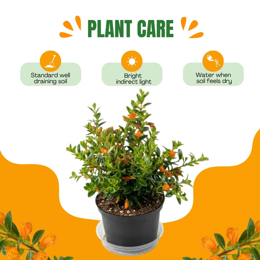Orange Goldfish Plants Live Houseplants, Tropical Goldfish Plant in 4 Inches Pot, 4-7 Inches Height, Vibrant Trailing Plant for Home Office Decor