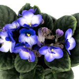 Colorful African Violets Live Plant in 4" Pot, Starter African Violet Flower for Indoor Outdoor Home Décor