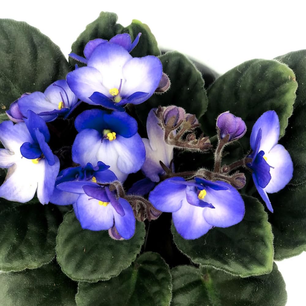 Colorful African Violets Live Plant in 4" Pot, Starter African Violet Flower for Indoor Outdoor Home Décor