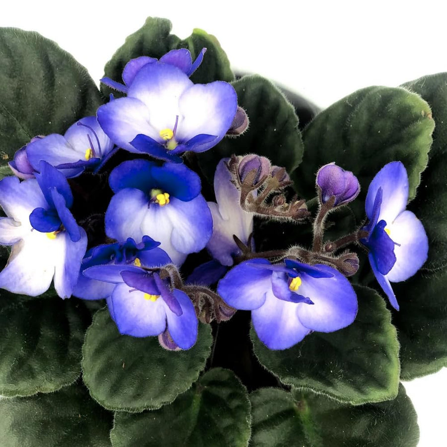 Colorful African Violets Live Plant in 4" Pot, Starter African Violet Flower for Indoor Outdoor Home Décor