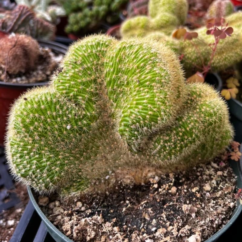 Golden Cactus Live Plant in 4" Pot, Rare Cactus Succulent for Home Décor, Indoor Outdoor Growing