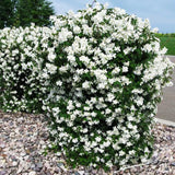 Mock Orange Shrub Live Plant, Gallon Pot, 10-16" Tall, White Philadelphus Mock Orange Live Plant to Grow