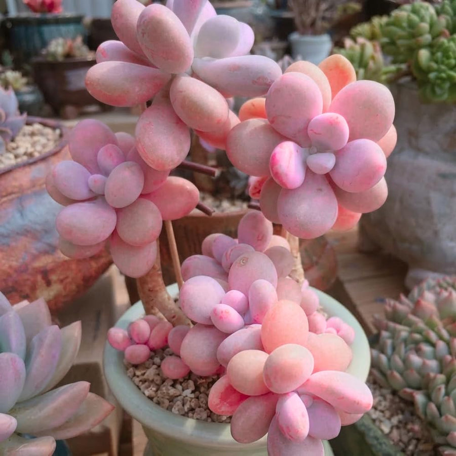 Pink Succulent Plant Live in 2'' Pot, Rare Succulent for Indoor Outdoor Planting, Easy Care Houseplant, 3-4'' Tall