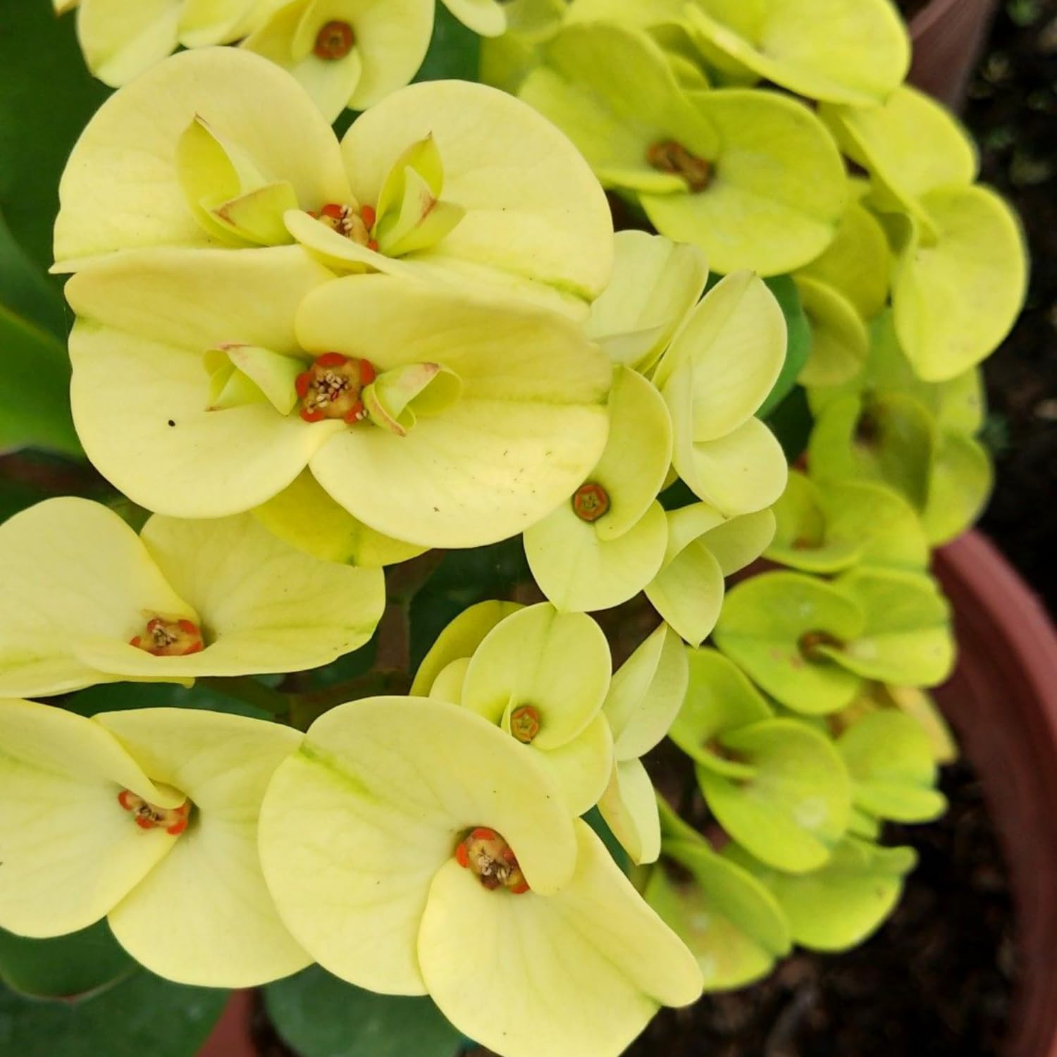 Crown of Thorns Live Plant, Red Euphorbia Milii Plant, Hardy Crown of Thorns Succulent for Outdoor Garden (Yellow)