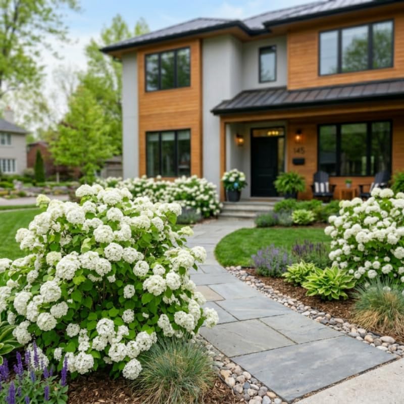 Viburnum Live Plant, Snowball Bushes Ready to Plant, 2.5 Inc Pot, 4-8 Inc Tall, Bare Root Plant, Snowball Viburnum Bush, White Bloom, Hardy Shrub for Landscaping, Outdoor Garden
