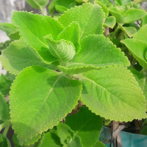 2 Cuban Oregano Plant 4 to 5 Inch Tall in 4" Pot, Fragrant Cuban Oregano Seedling Plant Live for Planting, Herb Plants Indoor Outdoor