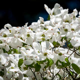 White Dogwood Tree Live Plant in Quart Pot, 8-10 Inches Tall, Dogwood Trees, White Flower for Spring Blooms