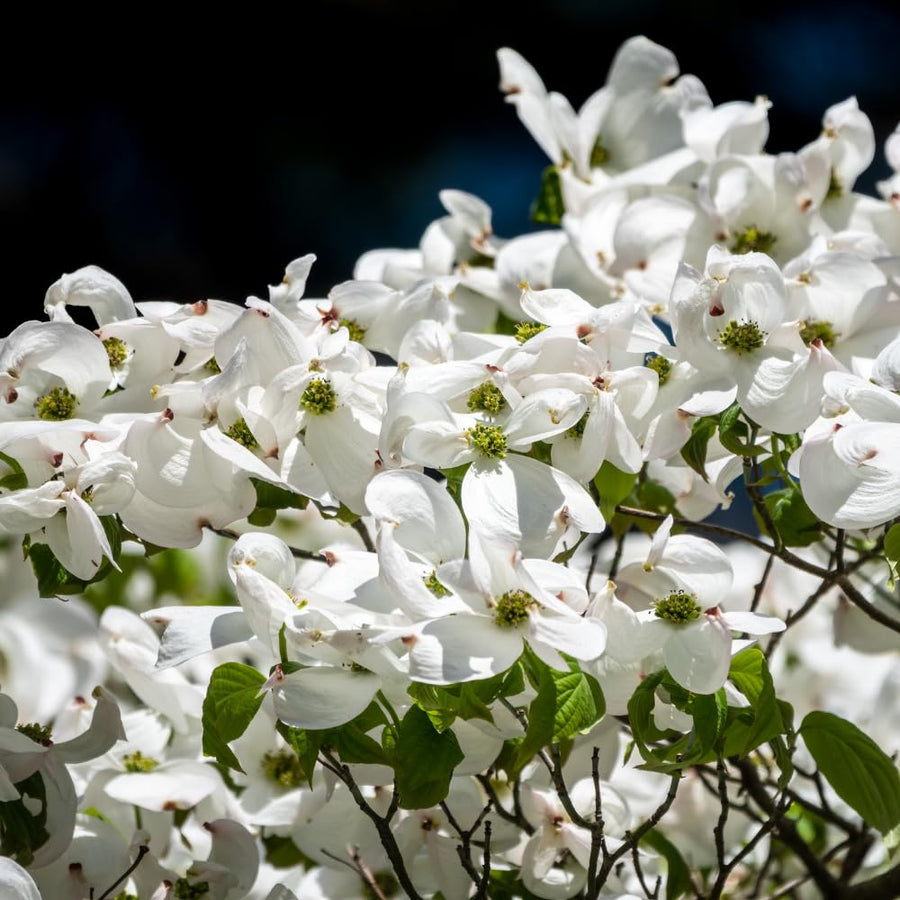 White Dogwood Tree Live Plant in Quart Pot, 8-10 Inches Tall, Dogwood Trees, White Flower for Spring Blooms