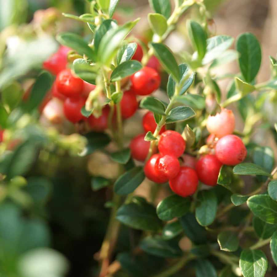 Set of 3 Live Cranberry Plants, 3 to 5 Inches Tall, Cranberry Starter Plants Live, Edible Berry Plants for Raised Beds, Containers, and Outdoor Landscapes