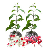 2 Bleeding Heart Vine 5 to 9 Inch Tall, Clerodendrum Bleeding Heart Plants Live Well Rooted, Ornamental Flowers (Mixed Bleeding Heart)