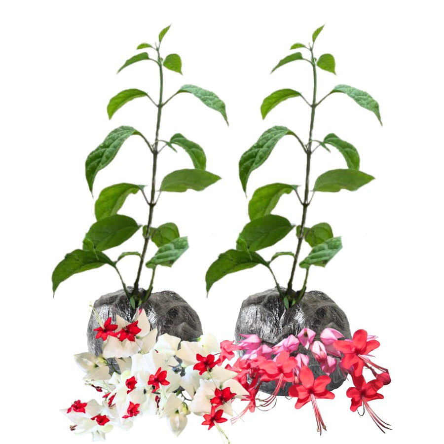 2 Bleeding Heart Vine 5 to 9 Inch Tall, Clerodendrum Bleeding Heart Plants Live Well Rooted, Ornamental Flowers (Mixed Bleeding Heart)